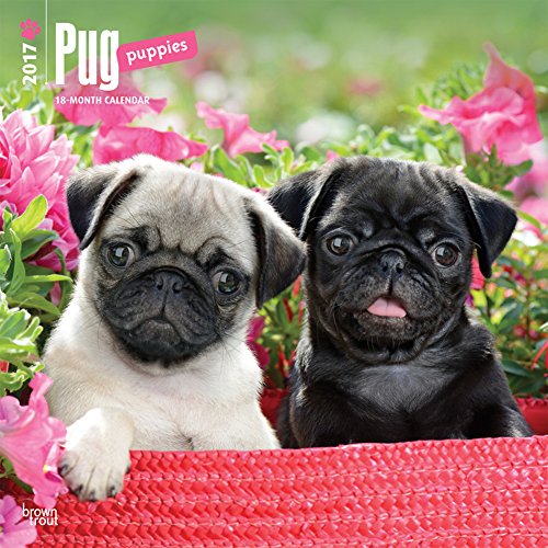 Pug-Puppies-2017-Calendar-12-x-12in