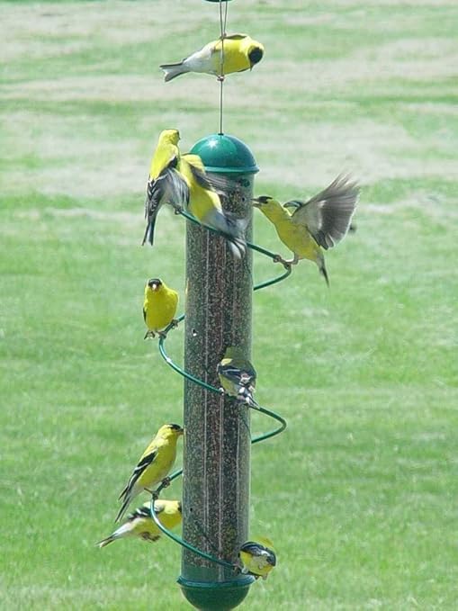 Bird Quest Sbf2g 17 Spiral Thistle Bird Feeder Green Amazon In