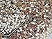 BSI 1440pcs Flat Back Rhinestones Round Brilliant 14 Cut 3mm - 10ss ~ Resin Base ~ (Champagne)