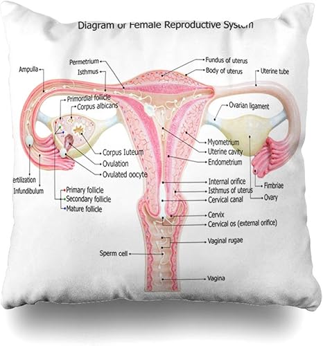 Amazon 投げる枕カバースクエア避妊赤解剖学生殖器系図不妊症科学膣チューブクッションケース家の装飾枕カバー 18 18インチ 枕カバー ピローケース オンライン通販