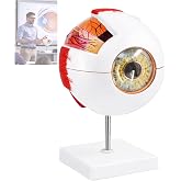 Eye Anatomy Model, 6X Enlarged Eyeball Model, Human Eye Anatomical Model | for Medical Teaching, Science Education, Study Display, 7-Part Detachable Design, Non-Toxic PVC, with Removable Stand