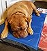 AUGYMER Dog Cooling Mat, Cool Gel Mat Chilly Gel Pad for Pet Dogs Cats Cooling Bad Mats 65*50cm
