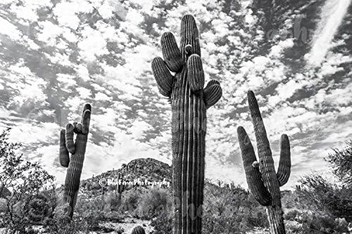 Photography, Desert Scene, Arizona, Cactus, Art, Photograph, Print, Home Decor, Wall Art, Travel Photography Rustic, Sizes Available from 5x7 to 20x30.
