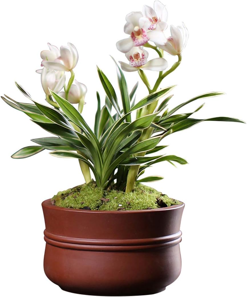 Orchids Flower Live Plant Garden Plant for Home Decor-White Queen-Shipped Without Flowers