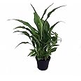 Peace Lily Plant - Spathyphyllium - Great House Plant - 4" Pot