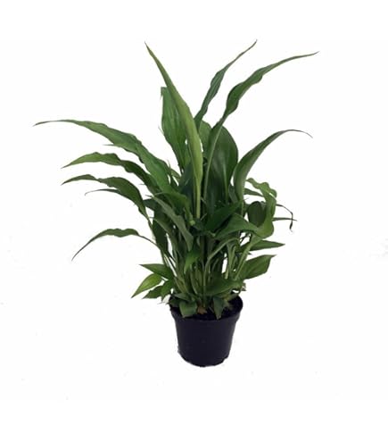 artificial peace lily Buy Artificial Peace Lily White