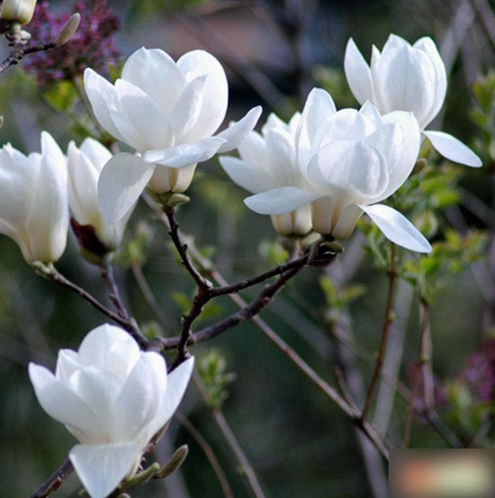 Amazon Com Butterfly Magnolia Magnolia Denudata Tree Seeds 5 Showy Fragrant Flowers For Outdoor Garden Decor Planting White Garden Outdoor