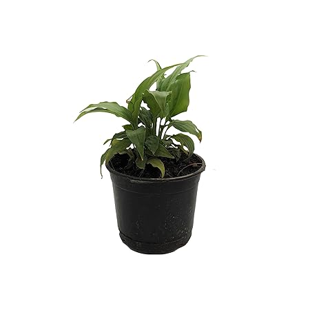 Root Bridges Peace Lily Spathiphyllum Indoor Plant (Pot Included)