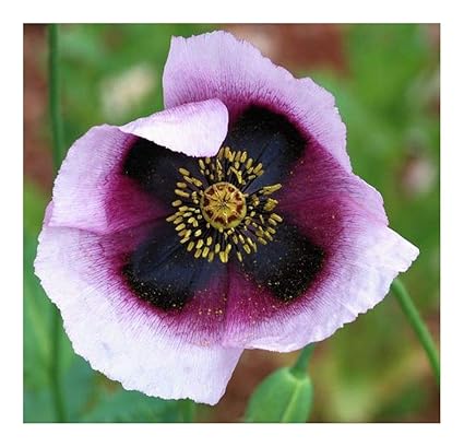 Papaver somniferum Pepperbox - Schlafmohn Pepperbox Opium - 100 Samen