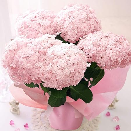 Amazon 母の日 アジサイ鉢 まあるい てまりてまり ピンク 21 花鉢 花 生花 ギフト プレゼント 鉢植え 観葉植物 オンライン通販