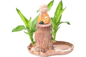 YILI XUAN Lucky Brazil Wood Potted Plant, Easy Grow Lucky Wood Plant, Indoor Plants,Easy Care Brazilian Wood with Ceramic Tray for Desktop Decoration Hydroponic Plant for Purifying Indoor Air (Orange, 1)