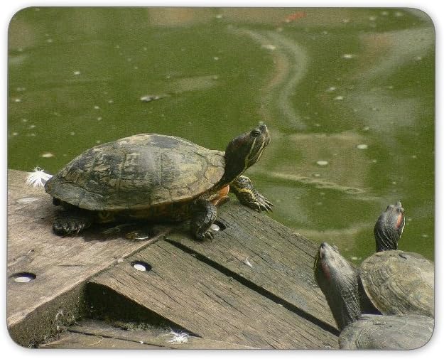 DIGICLAN Little Turtles by Pond Mousepad