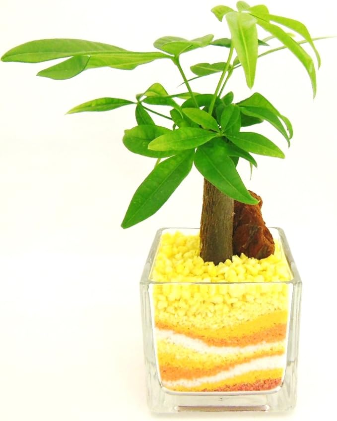 Amazon 観葉植物 パキラ ハイドロカルチャー ガラス植え S サンド オレンジ お手入れ簡単 ギフトに最適 室内で安心な土を使わない水耕栽培 お部屋でグリーンを置いてきれいな空気でリラックス 観葉植物 オンライン通販