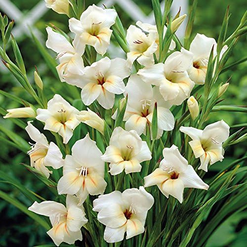 5 x Gladiolus nanus 'Halley' (corms) (white Gladioli to grow yourself)