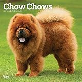 Chow Chows 2019 12 x 12 Inch Monthly Square Wall Calendar, Animals Dog Breeds (English, French and Spanish Edition)