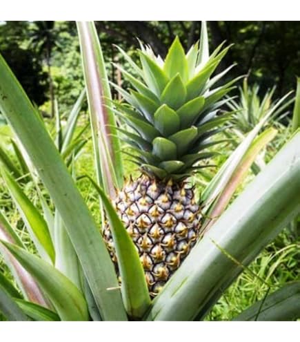 Amazon.com : Pineapple Live Fruiting Plant 'White Jade' Ananas comosus  Edible fruit : Patio, Lawn & Garden