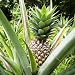 Pineapple Plants "White Jade" Includes Four (4) Plants primary