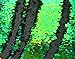 Reversible Sequins Mermaid Pillow Cases 4040cm Multi Green and Black