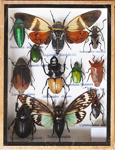 REAL 2 CICADA AND MIXS RARE INSECT TAXIDERMY SET IN BOXES DISPLAY FOR COLLECTIBLES