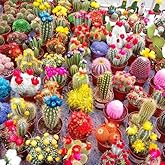 Seeds4planting - Seeds Cactus Rainbow Mix Cacti Succulent for Planting
