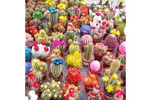 Seeds4planting - Seeds Cactus Rainbow Mix Cacti Succulent for Planting
