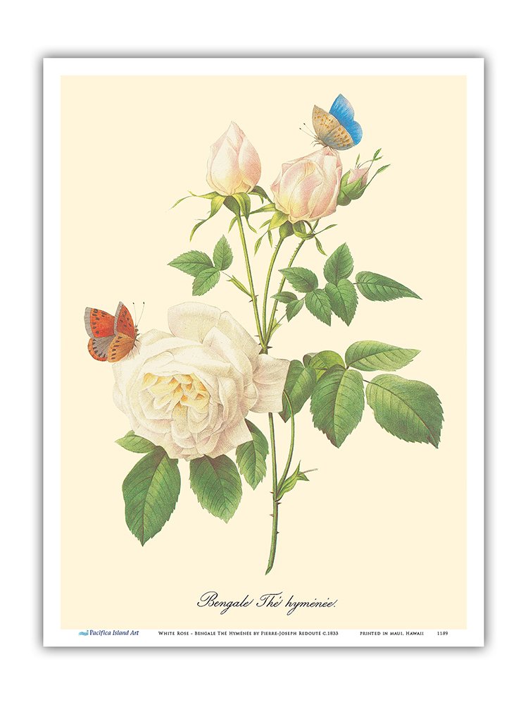 Amazoncom Pacifica Island Art White Rose Bengale Thé