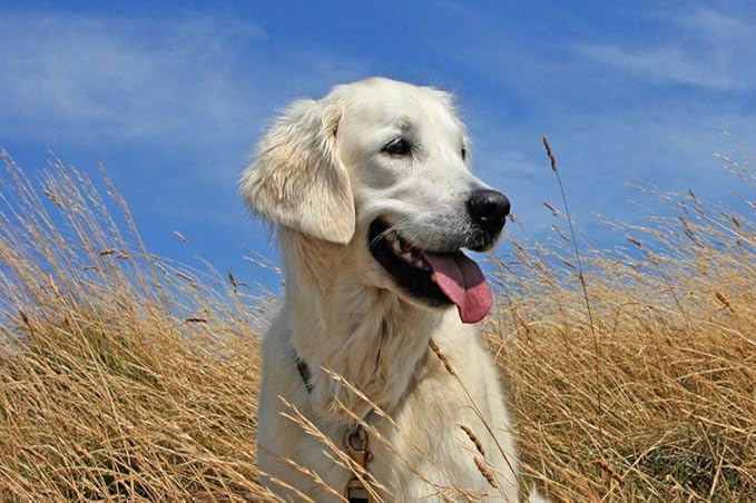 Amazon かわいいゴールデンレトリバーの壁紙 動物の壁紙 キャンバス ステッカー 印刷 壁紙ポスター はがせるシール式 写真 特大 絵画 壁飾り50cmx33cm ウォールステッカー オンライン通販