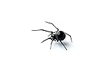 Glass black Widow Figurine Blown Glass Spider hand