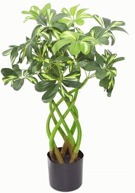 Amazon Co Jp リーフデザイン Uk 人工 シェフレラ アルボリコラ 傘 木 植物 鉢植え ブラック プラスチック ポット 2ft 5ins Bonsai Twist Leaf 7002 ホーム キッチン