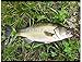 Discover Fish New Multi Jointed Fishing Life-Like Hard Lure Bass Bait Swimbait Minnow Crank Shad Herring Bass Pike Muskie