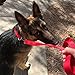 Dog Leash for Medium, Large and Small Dogs - 6 Foot Dog Leashes for Training and Daily Walks - Durable Sizes in Lightweight and Heavy Duty for Small and Large Breeds (2-Layer, Red)