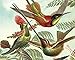 Artifact Puzzles - Haeckel Hummingbirds Wooden Jigsaw Puzzle