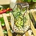 NCYP Small Glass Geometric Terrarium - 4.9 x 3.9 x 7.4 Inches Irregular Clear Planter Pot for Succulents, Cactus, Indoor Garden Tabletop Decoration, Centerpiece (No Plants, No Door)