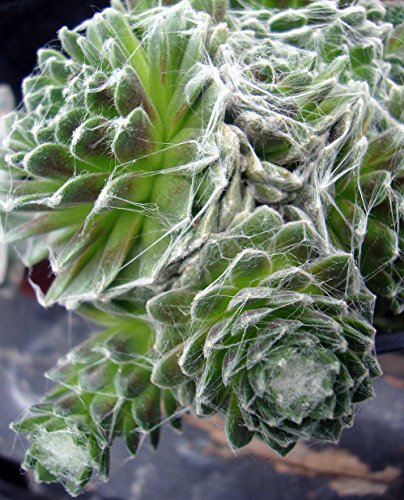 Forest Frost Hens &amp; Chicks - Sempervivum - Very Hardy - 4" Pot