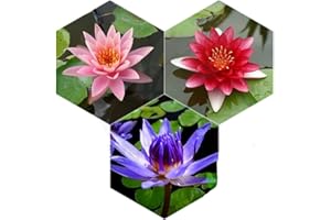 PLANTEREST - Water Lily Tuber 3 Pre-Grown Hardy Lily Rhizome Live Aquarium Plant