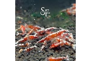 SF Aquatic™ 10 RED Galaxy SHIRMP Caridina Taiwanese Bee Live Freshwater Shrimps for Aquarium. Juveniles Shrimps Size 1/2-1inch. Live Arrival Guarantee.