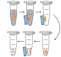 Magnetic Beads for DNA Purification, 100-1000 Base