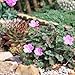 Miniature Fairy Garden Erodium variabile, Bishop Form, Heron's Bill
