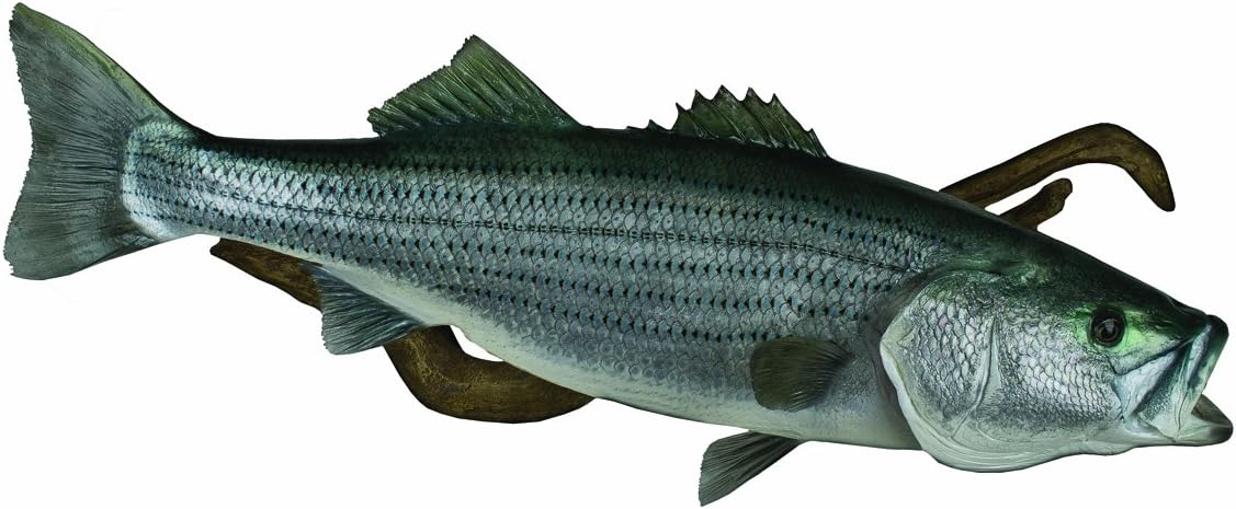 HQ Taxidermy BST46.5-DW 46.5-Inch Striped Bass Replica Wall Mount with Driftwood