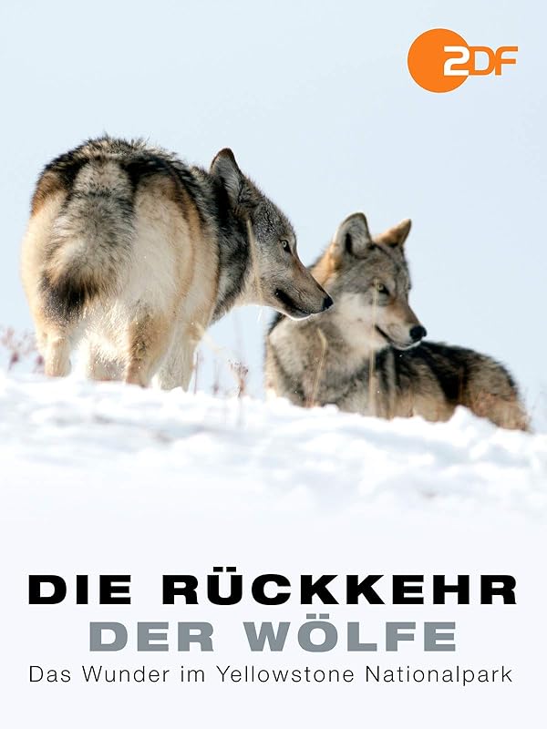 Amazon.de: Die Rückkehr der Wölfe - Das Wunder im Yellowstone Nationalpark ansehen | Prime Video