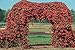 20 GIANT ORANGE VINE SEEDS ** BEAUTIFUL #1073