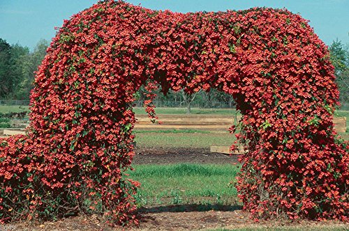 20 GIANT ORANGE VINE SEEDS ** BEAUTIFUL #1073