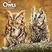 Owls 2019 7 x 7 Inch Monthly Mini Wall Calendar, Wildlife Animals Birds by