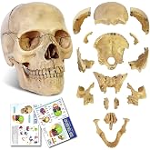 2026 New 15 Parts Palm-Sized Human Skull Model, Anatomy Exploded Skull | Palm-Sized,Medical Dental Clinic Teaching Equipment, Manual Included, Size 4.49*3.44*4.49 in