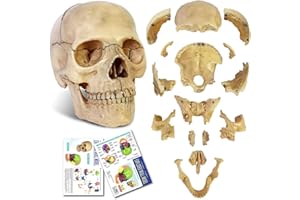 NEW HORIZON Didactic 15 Parts Anatomy Palm-Sized Human Medical Skull Model, Exploded Skull,Dental Clinic Teaching Equipment,Medical Anatomy Physiology Teaching Learning,Manual Included,Size 4.49*3.44*4.49 in