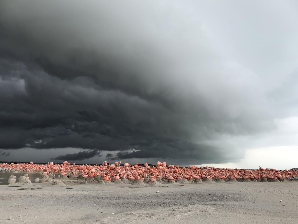 PLANET ERDE III - bekannt auch als ZDF-Reihe "Unsere Erde III" [Blu-ray] 6