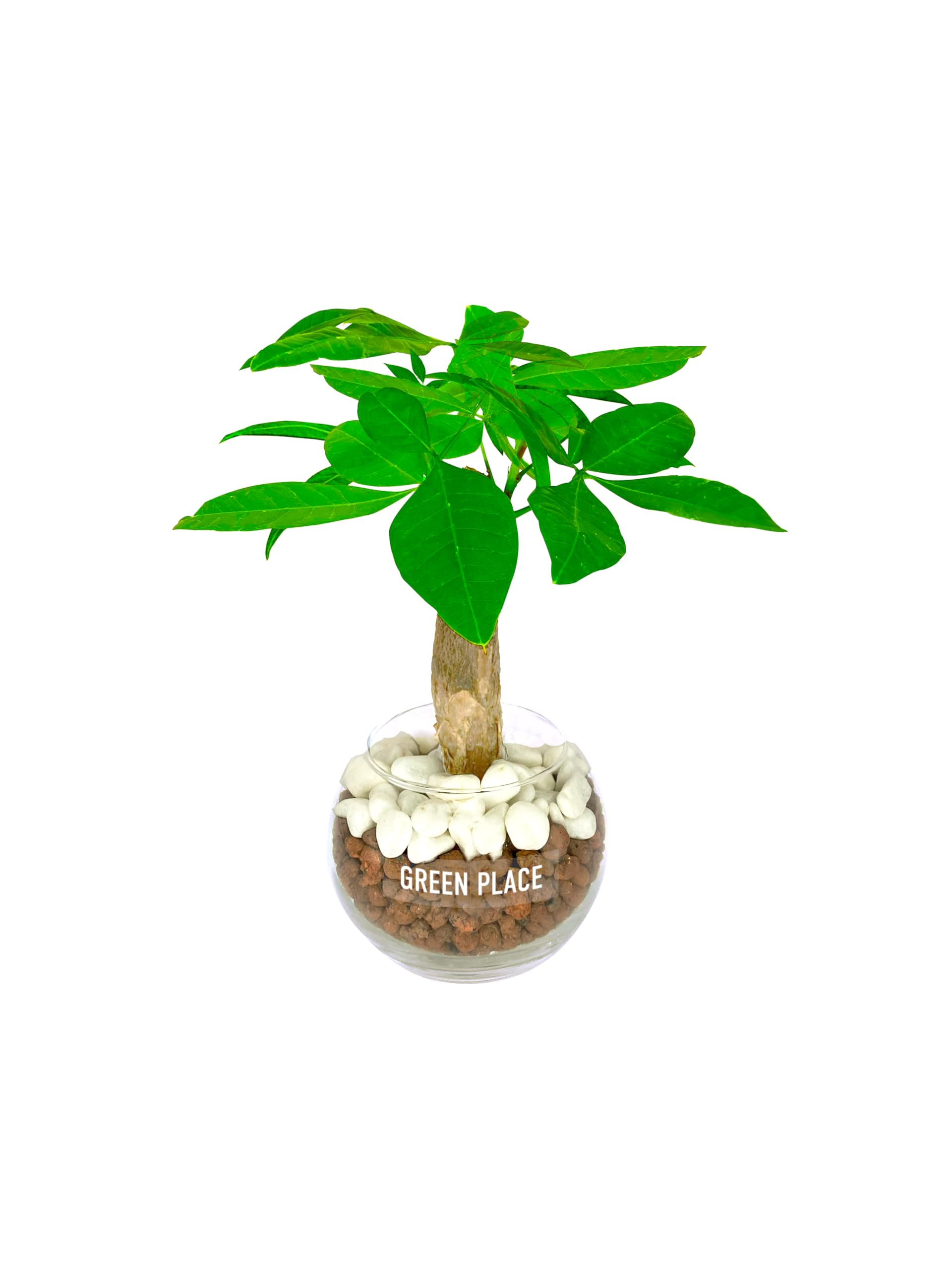 GREEN PLACE パキラ 観葉植物 本物 卓上 ミニ 【化粧石付き】 ハイドロカルチャー バルーン鉢 TN商品画像