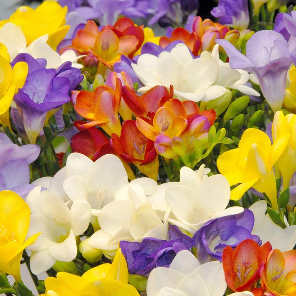 10 x Freesia Single Mixed – Striking Colour and Fragrance Easy to Plant Require Very Little Attention- Hard to Resist Plants- for Your Beautiful Garden