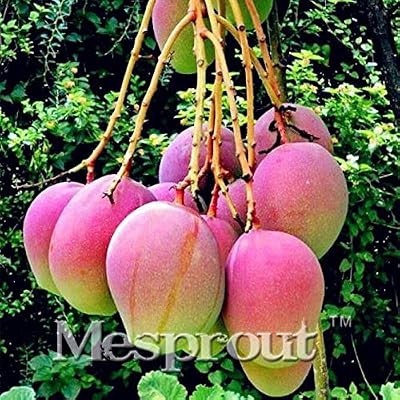 Shoopy Star Mezcla: 2PCS Rare Mango Semillas de Frutas Muy ...