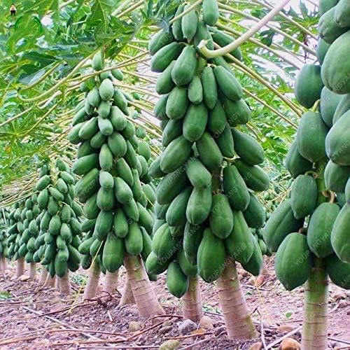 AGROBITS 30pcs Sweet Maradol Papaya Bonsai Outdoor Edible Tropical Juicy Jardin Fruit Heirloom Organic Garden Dwarf Fruit Tree: Deep Blue